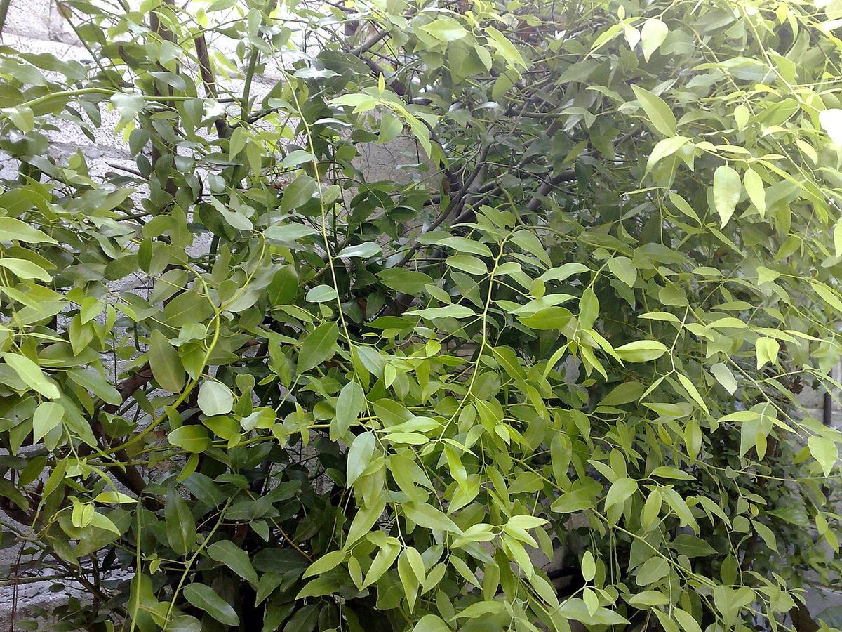 Laurel de ramas finas y hoja clara apoyado contra un muro de piedra.