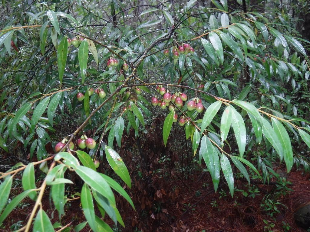 Frutos rosados de laurel colgando de las ramillas entre hojas alargadas.