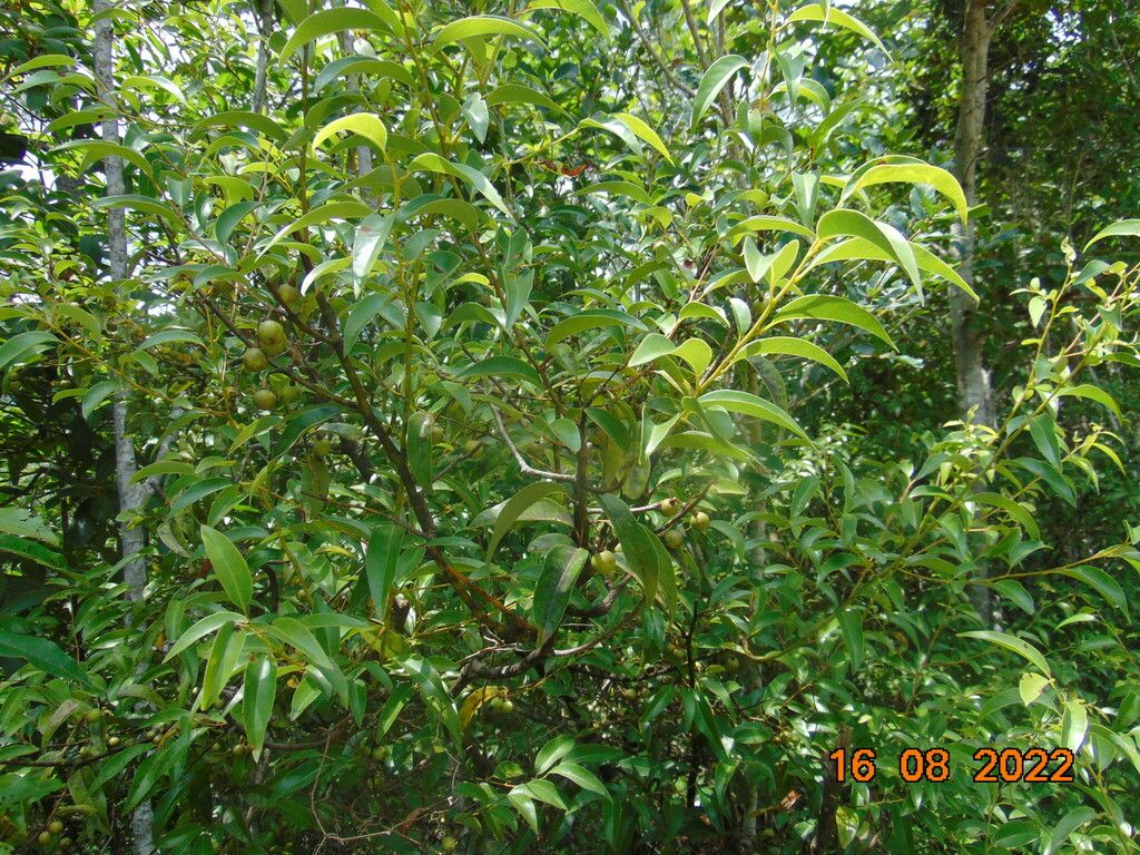 Laurel entero de copa densa y oscura creciendo en el borde del bosque.