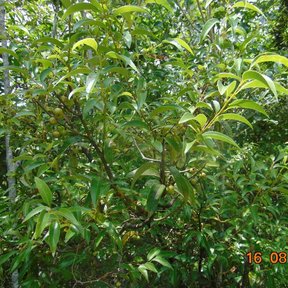 Laurel entero de copa densa y oscura creciendo en el borde del bosque.
