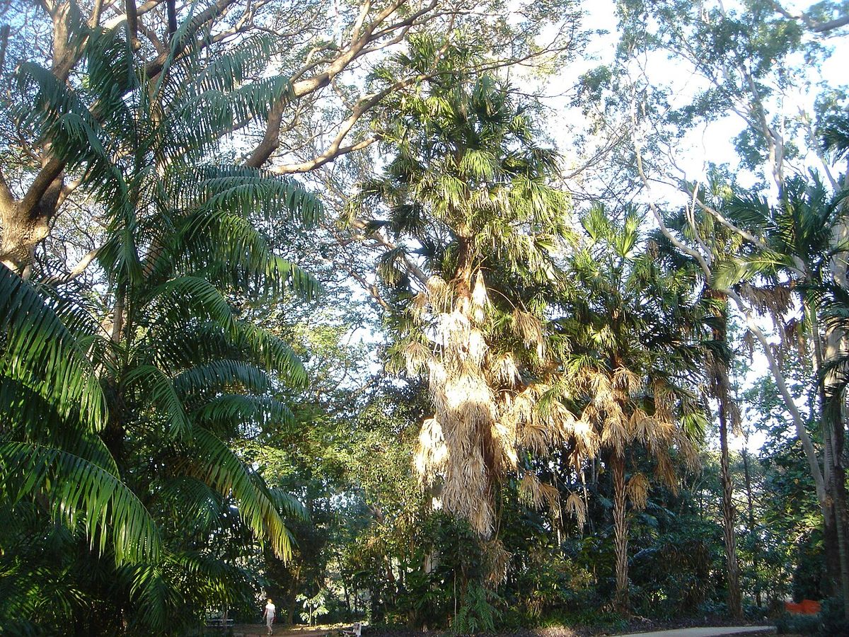 Palmas bogor y otras especies en un jardín botánico, contra un cielo claro.