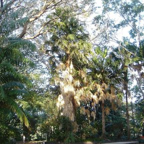 Palmas bogor y otras especies en un jardín botánico, contra un cielo claro.