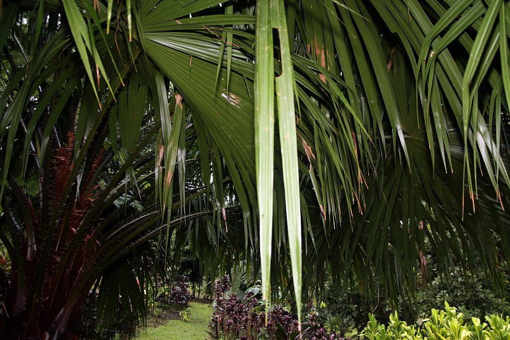 Hojas en abanico de palma bogor abiertas sobre un jardín de pasto.
