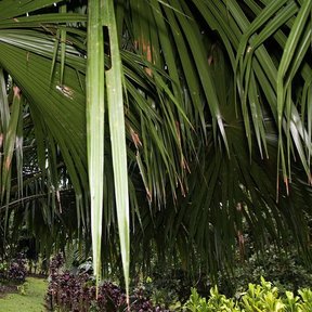 Hojas en abanico de palma bogor abiertas sobre un jardín de pasto.