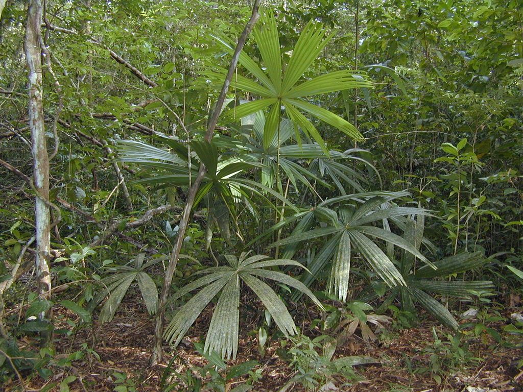 Palmas bogor jóvenes creciendo en el sotobosque, con las hojas en abanico.