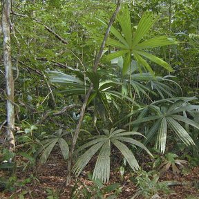 Palmas bogor jóvenes creciendo en el sotobosque, con las hojas en abanico.