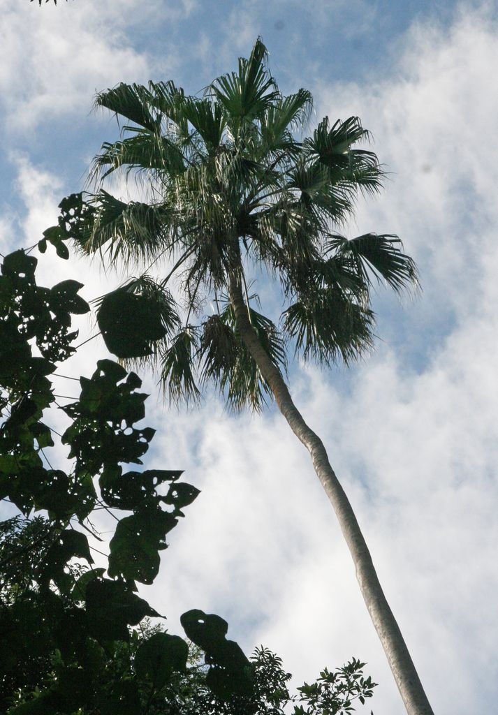Palmas bogor altas y delgadas vistas desde el pie contra un cielo nublado.