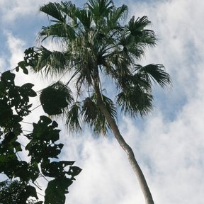 Palmas bogor altas y delgadas vistas desde el pie contra un cielo nublado.