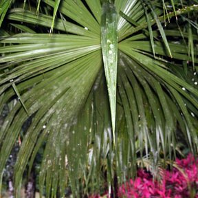 Hoja en abanico de palma bogor con el pecíolo espinoso, sobre flores rosas.