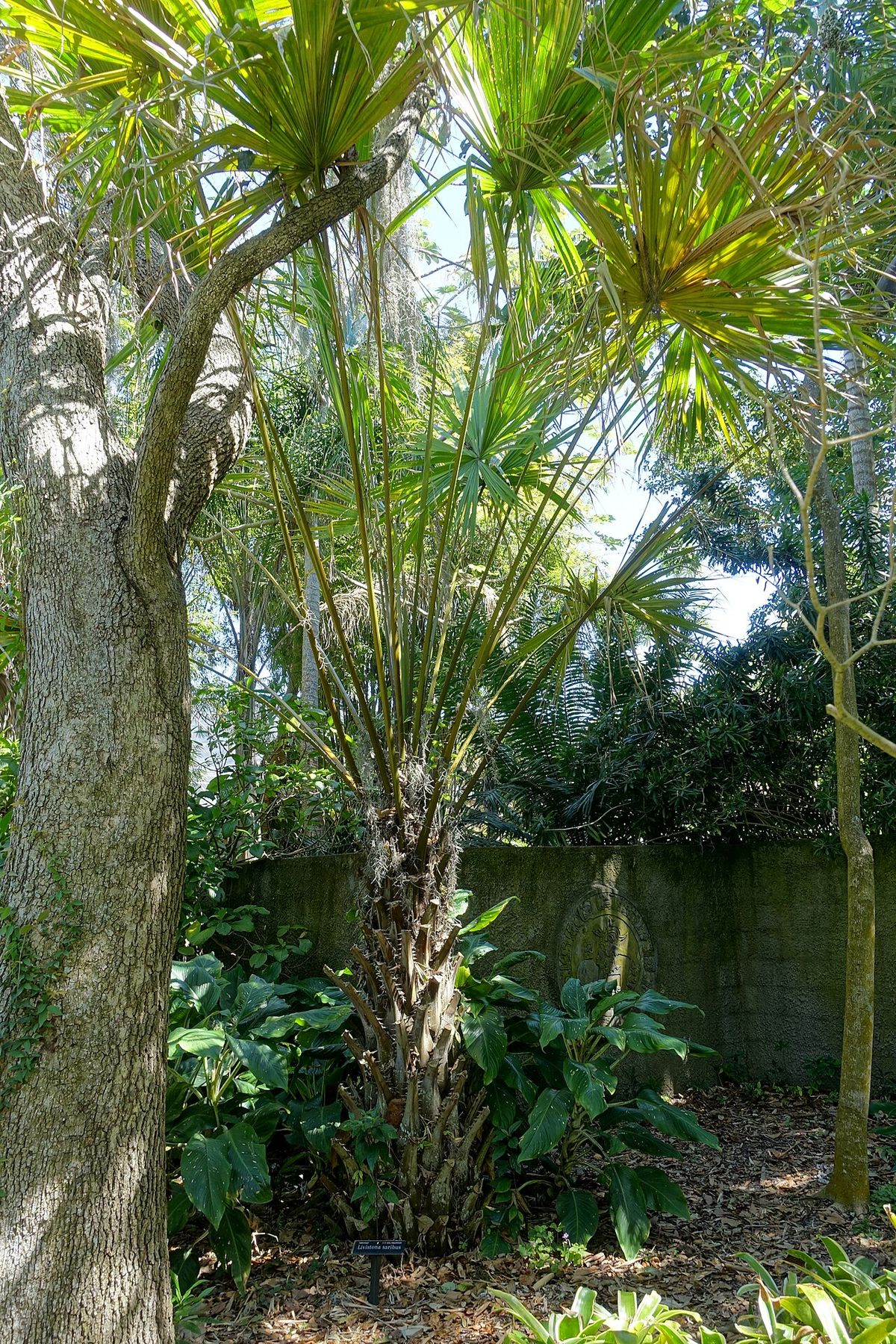 Palma bogor entera de estípite delgado y corona en abanico en un jardín.