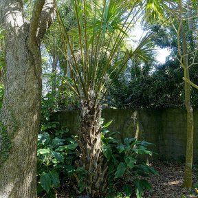 Palma bogor entera de estípite delgado y corona en abanico en un jardín.