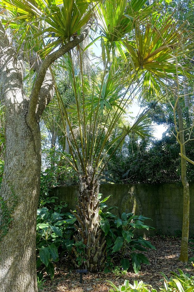 Palma bogor entera de estípite delgado y corona en abanico en un jardín.