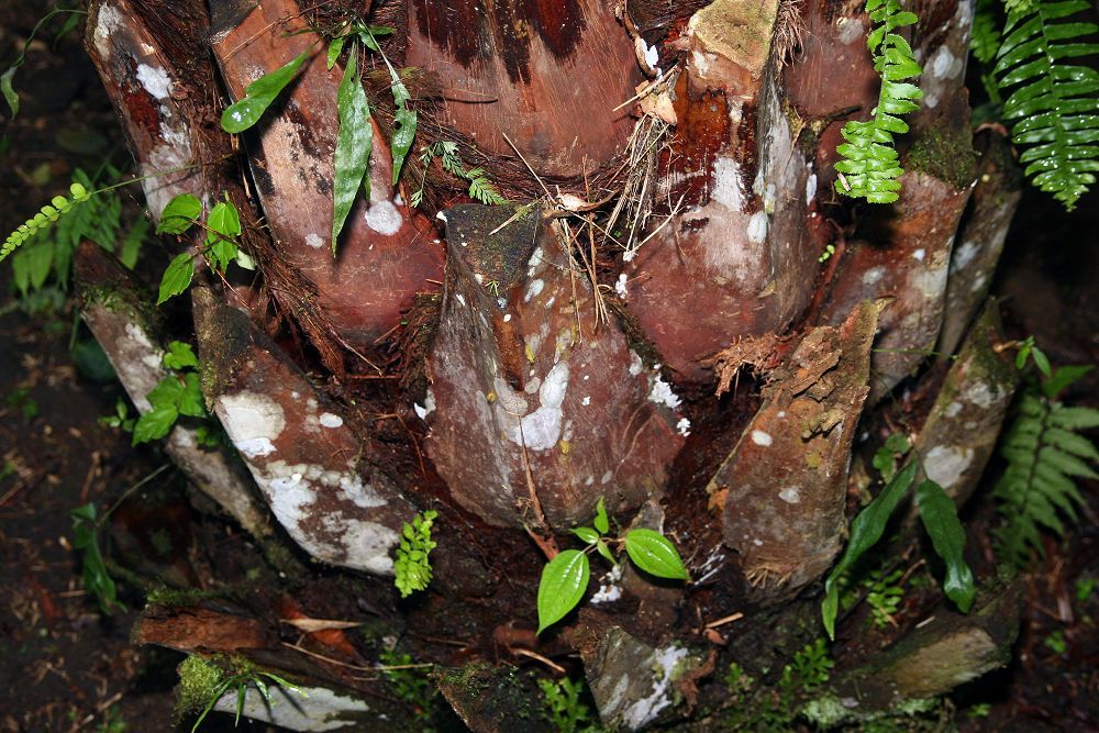 Bases de hoja secas y rojizas en el estípite de una palma bogor, con helechos.