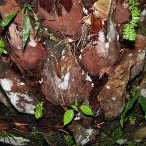 Bases de hoja secas y rojizas en el estípite de una palma bogor, con helechos.