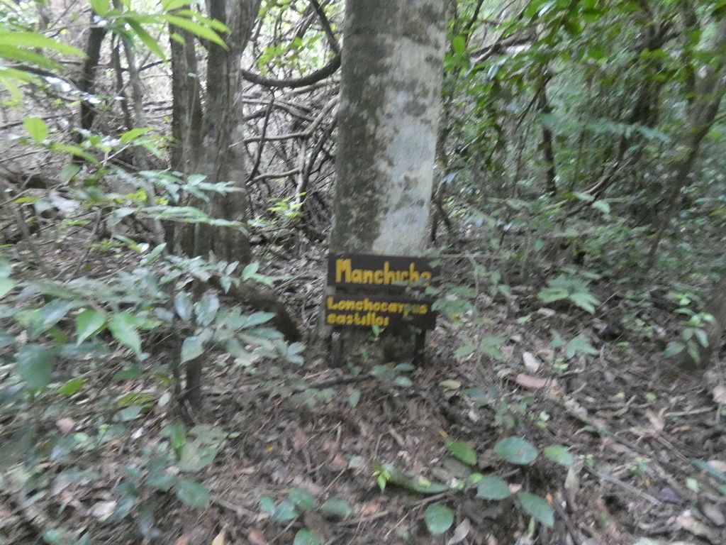 Letrero amarillo clavado en un tronco con el nombre Machiche y su binomio.