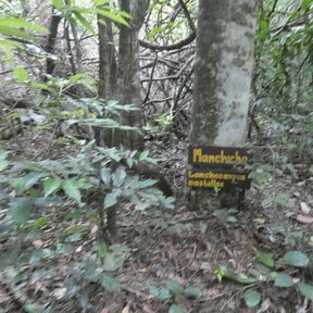 Letrero amarillo clavado en un tronco con el nombre Machiche y su binomio.