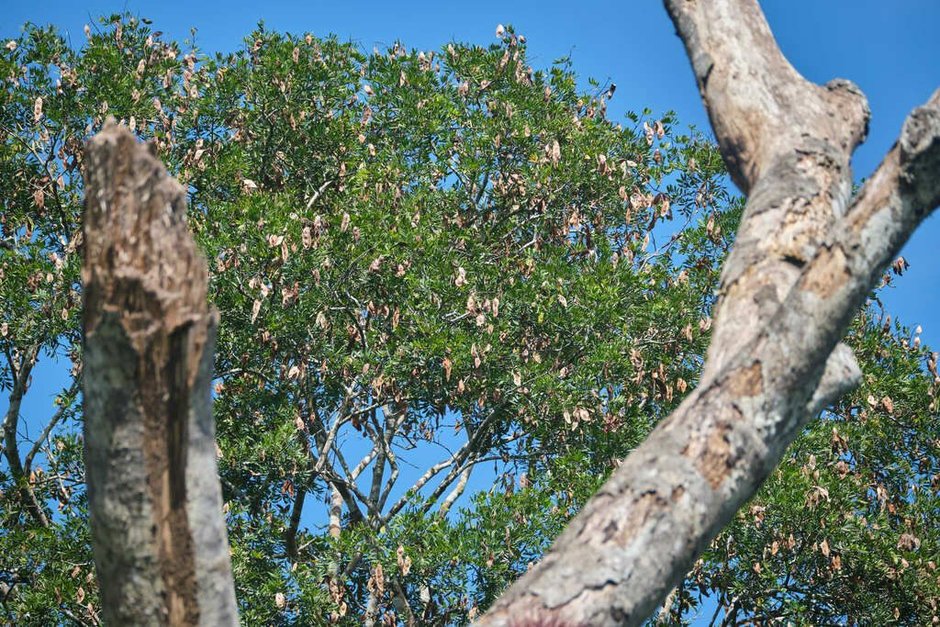 Machiche de tronco claro y quebrado con la copa verde contra el cielo azul.
