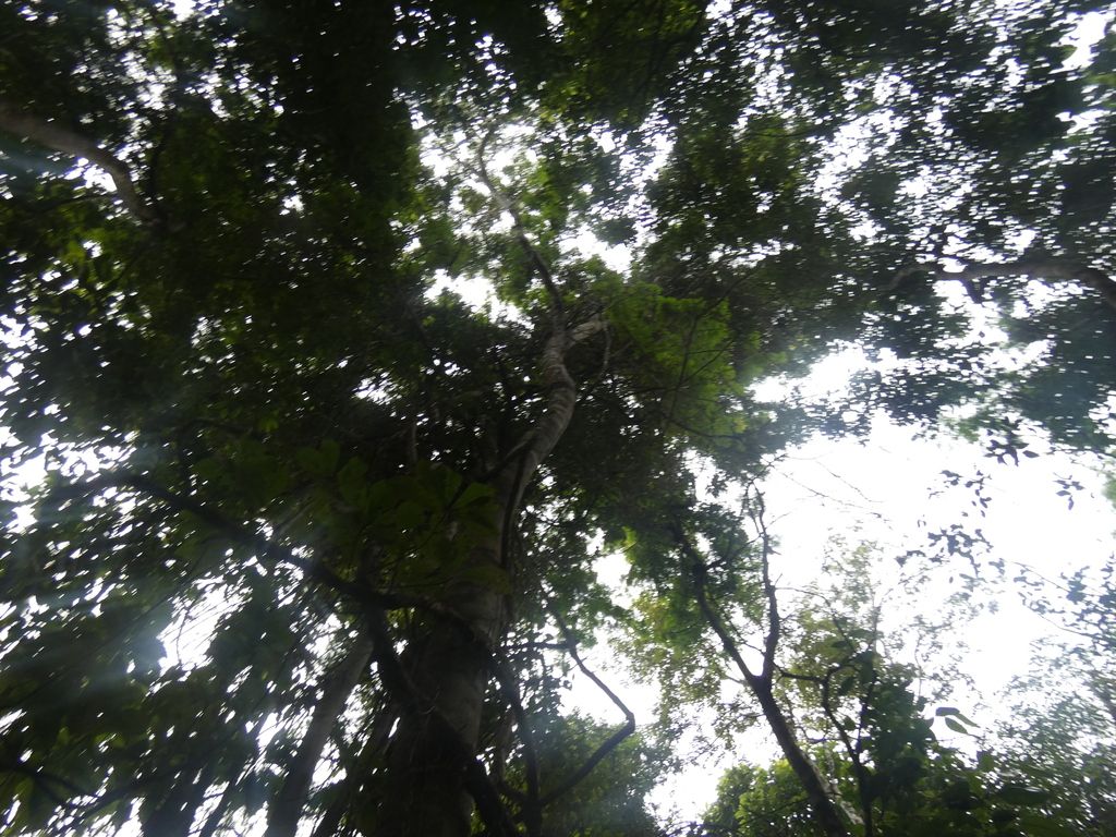 Machiche alto visto desde el pie, con la copa cerrándose sobre la selva.