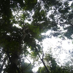 Machiche alto visto desde el pie, con la copa cerrándose sobre la selva.