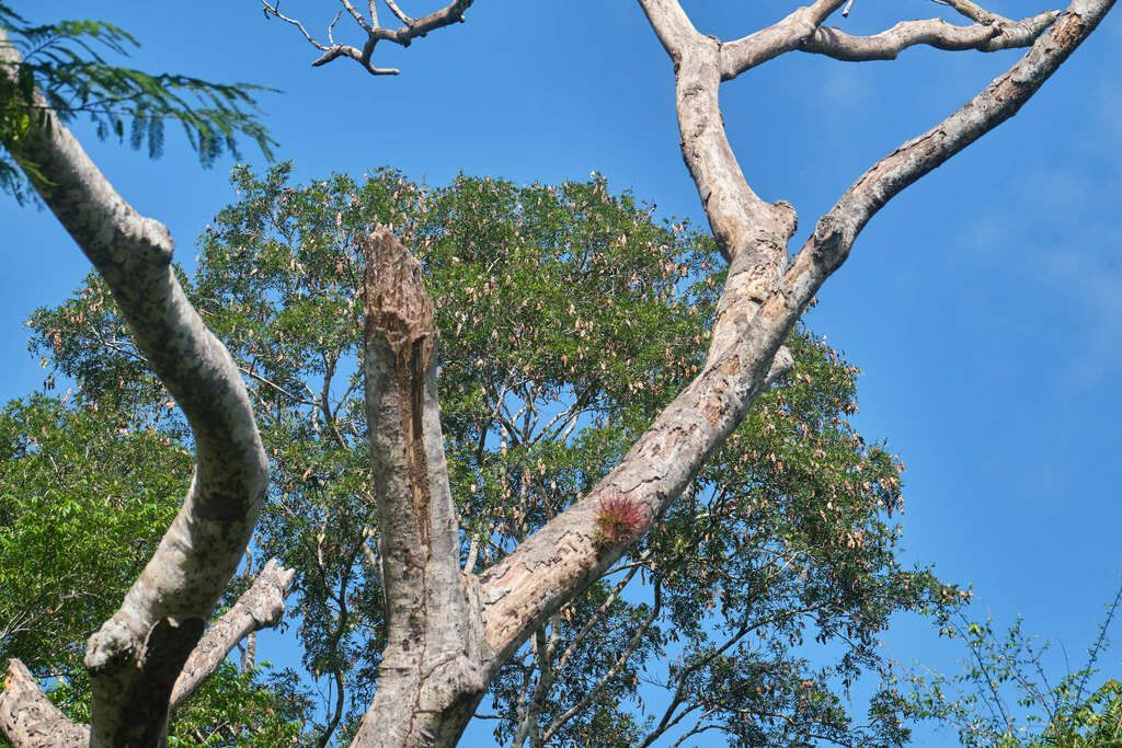 Ramas claras y desnudas de machiche abriéndose contra un cielo azul intenso.