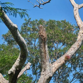 Ramas claras y desnudas de machiche abriéndose contra un cielo azul intenso.