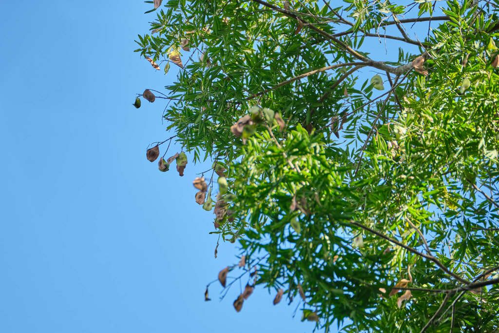 Rama de machiche con las vainas secas colgando entre el follaje verde.