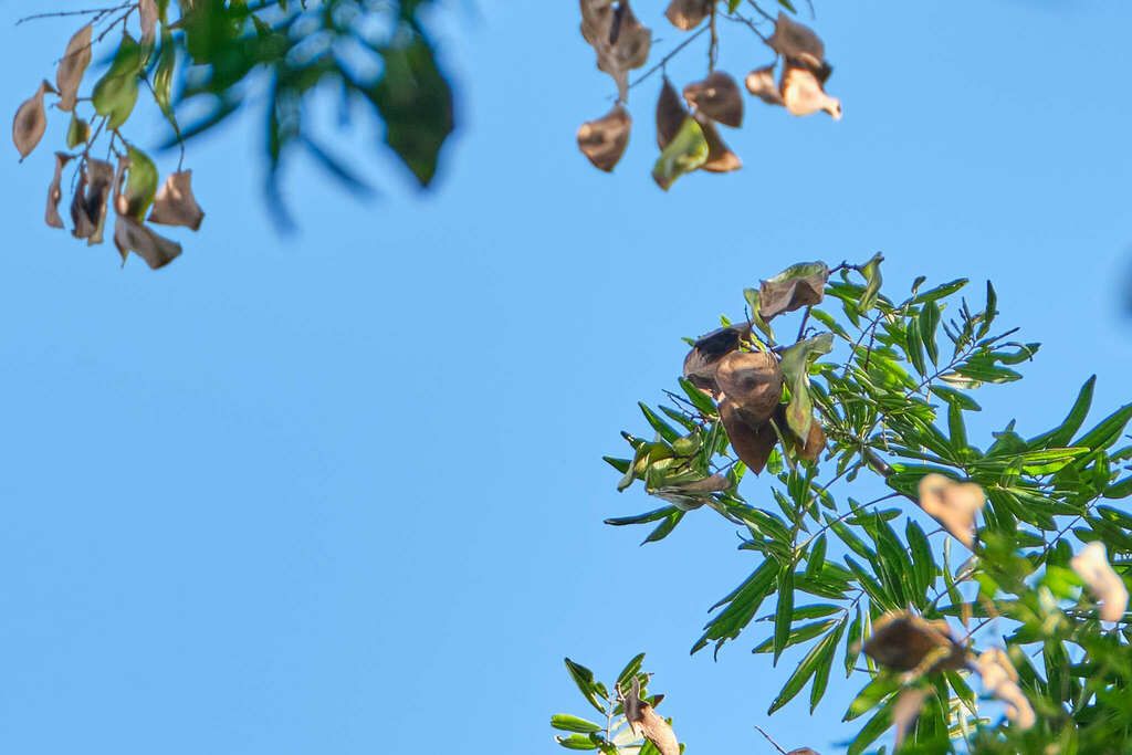 Vainas pardas de machiche recortadas contra un cielo azul despejado.