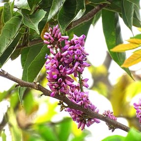 Racimo de flores moradas de habín colgando de una rama entre hojas verdes.