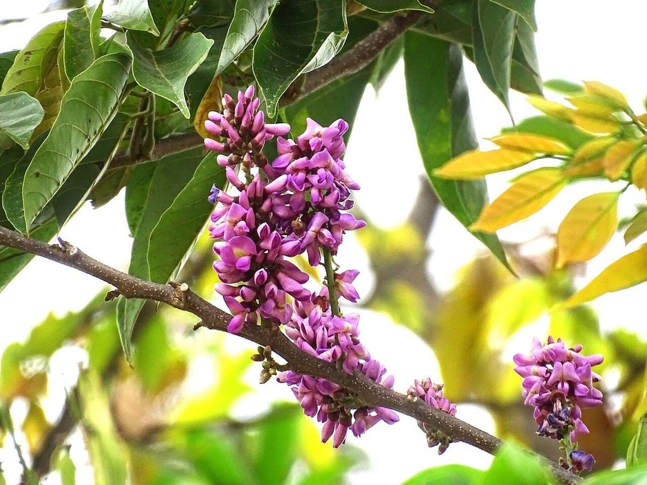 Racimo de flores moradas de habín colgando de una rama entre hojas verdes.