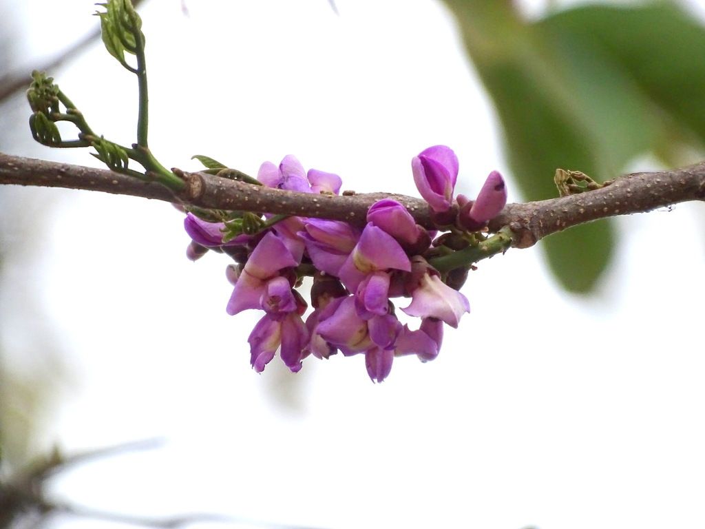 Flores moradas de habín agrupadas sobre la rama contra un fondo blanco.