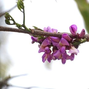 Flores moradas de habín agrupadas sobre la rama contra un fondo blanco.