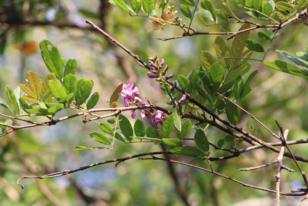 Ramas de habín con flores moradas y hojas amarillentas del año pasado.