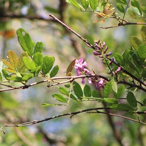 Ramas de habín con flores moradas y hojas amarillentas del año pasado.