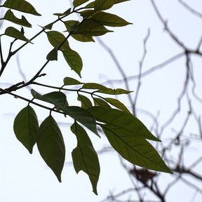 Hojas pinnadas y oscuras de habín recortadas contra un cielo muy claro.