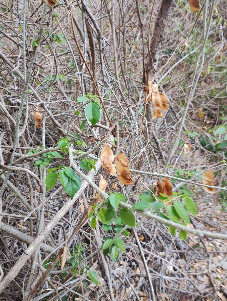 Vainas secas y pardas de habín colgando entre la maraña de un matorral seco.