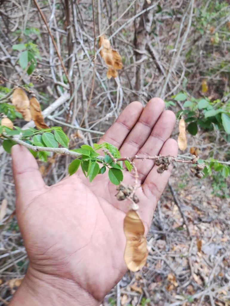 Una mano sostiene una rama de habín con las vainas secas y las hojas nuevas.