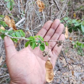 Una mano sostiene una rama de habín con las vainas secas y las hojas nuevas.