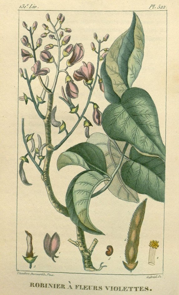 Lámina botánica antigua de lluvia azul con las flores violetas y la vaina.