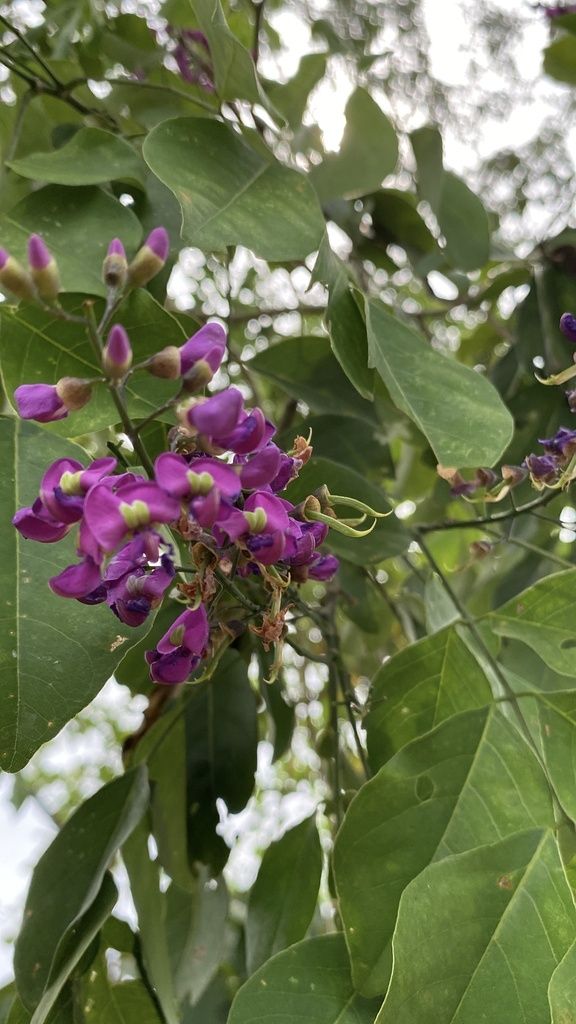 Racimo de flores moradas de lluvia azul entre hojas anchas y verdes.
