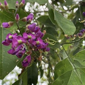 Racimo de flores moradas de lluvia azul entre hojas anchas y verdes.