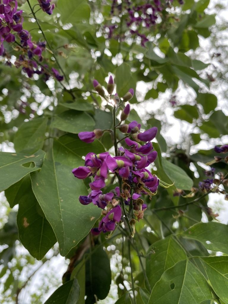 Flores moradas de lluvia azul abiertas contra la luz que entra por la copa.