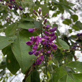 Flores moradas de lluvia azul abiertas contra la luz que entra por la copa.