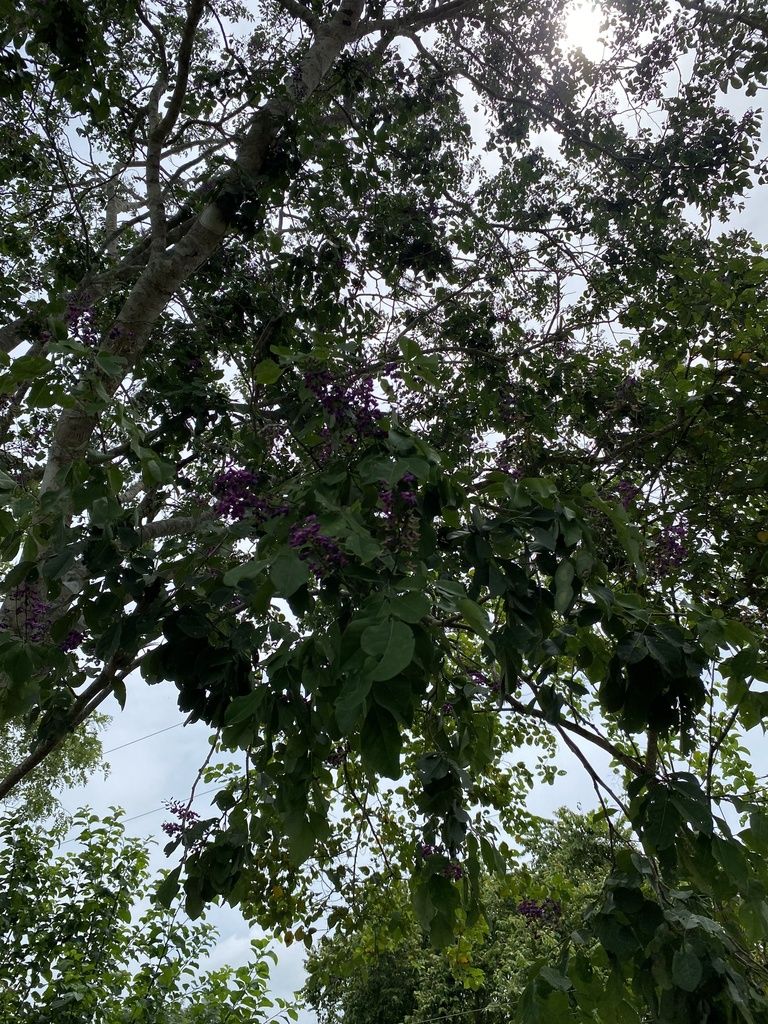 Copa de lluvia azul salpicada de flor morada vista desde el pie del árbol.