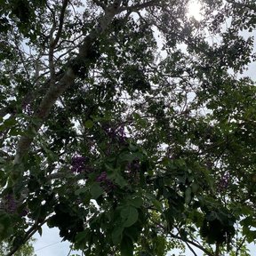 Copa de lluvia azul salpicada de flor morada vista desde el pie del árbol.