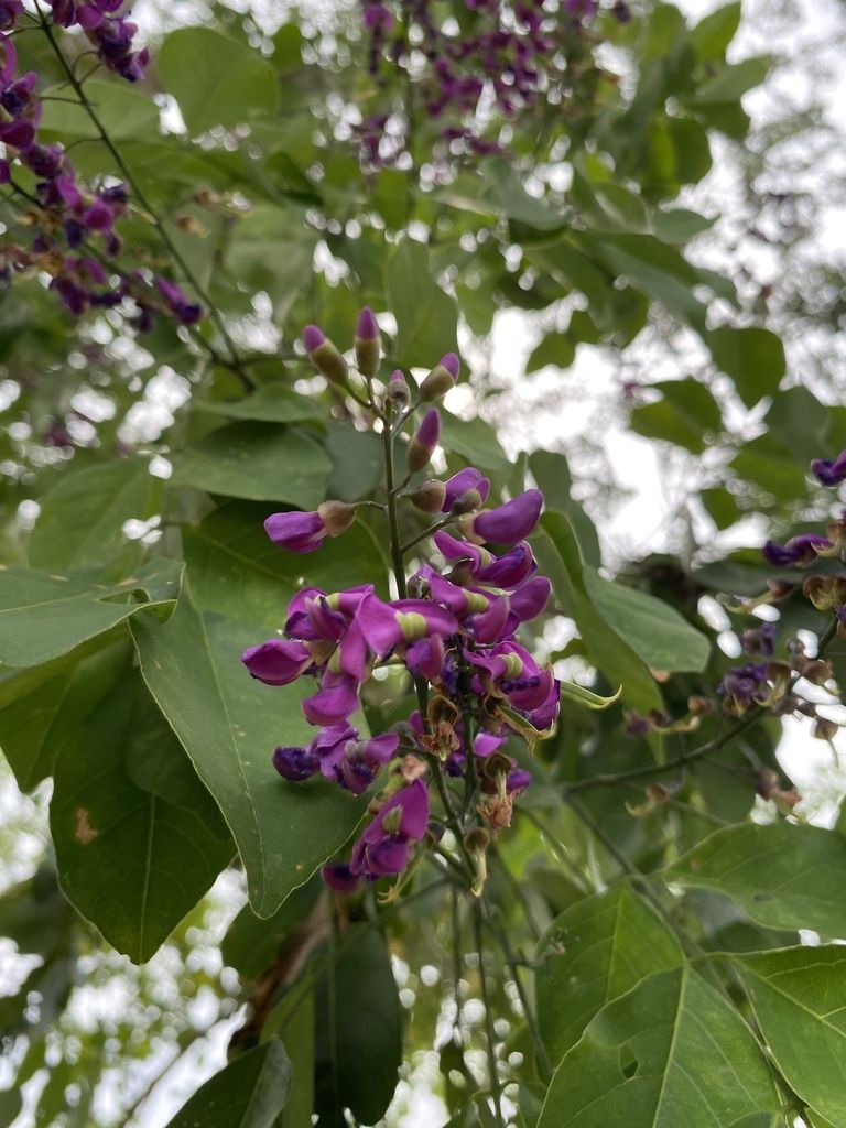 Racimos de flor morada de lluvia azul colgando entre el follaje.
