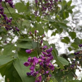 Racimos de flor morada de lluvia azul colgando entre el follaje.