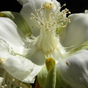 Flor blanca de papachote abierta sobre fondo negro, con los estambres en penacho.