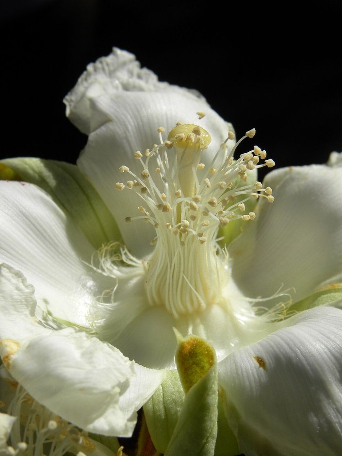 Flor blanca de papachote abierta sobre fondo negro, con los estambres en penacho.