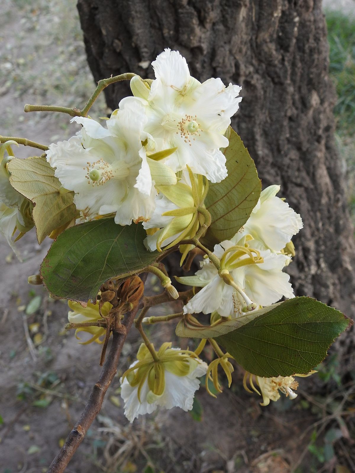 Ramillete de flores blancas de papachote abiertas junto al tronco del árbol.