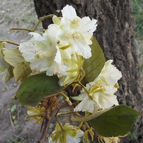 Ramillete de flores blancas de papachote abiertas junto al tronco del árbol.